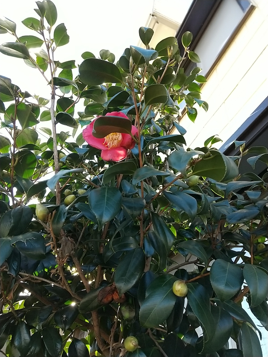 f:id:bontosyougatu:20211221184006j:plain