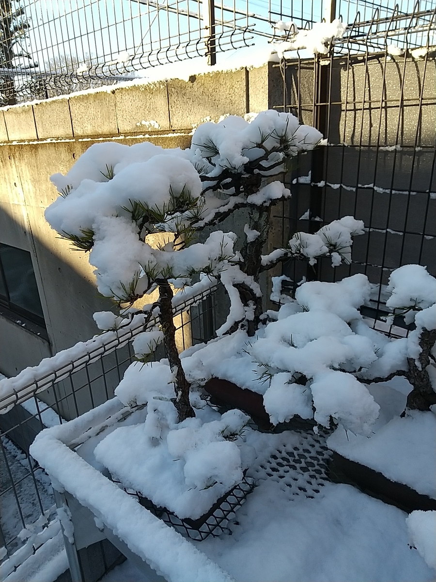 f:id:bontosyougatu:20220107175619j:plain