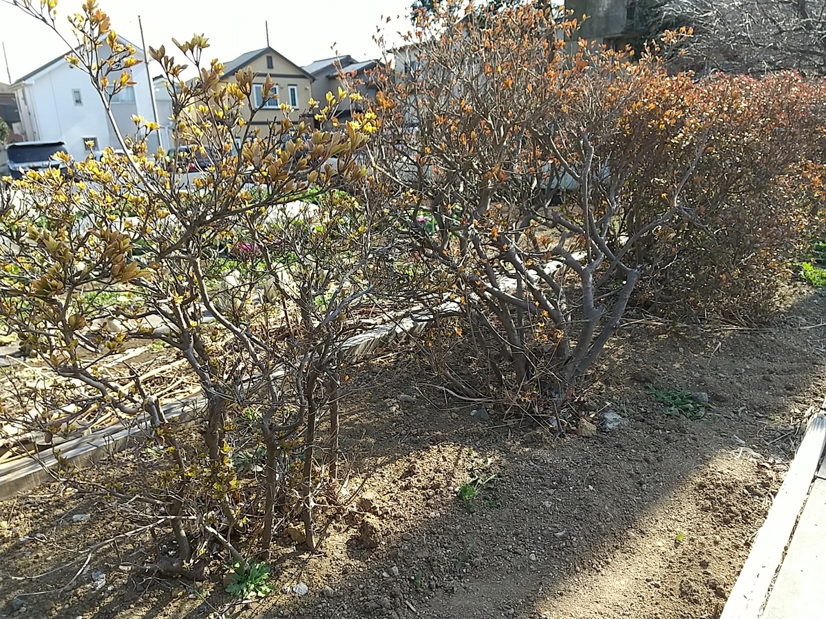 f:id:bontosyougatu:20220130130127j:plain