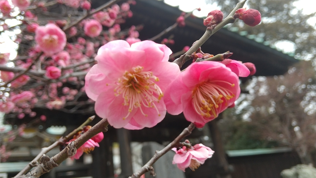 f:id:bontosyougatu:20220220134028j:plain