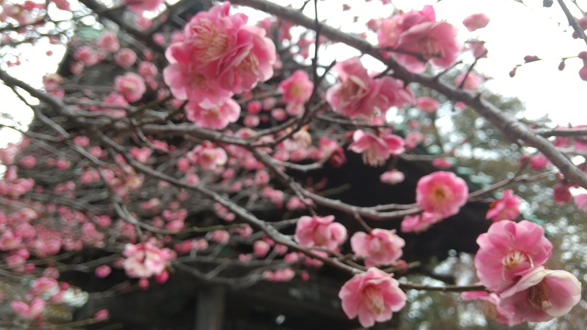 f:id:bontosyougatu:20220220134331j:plain