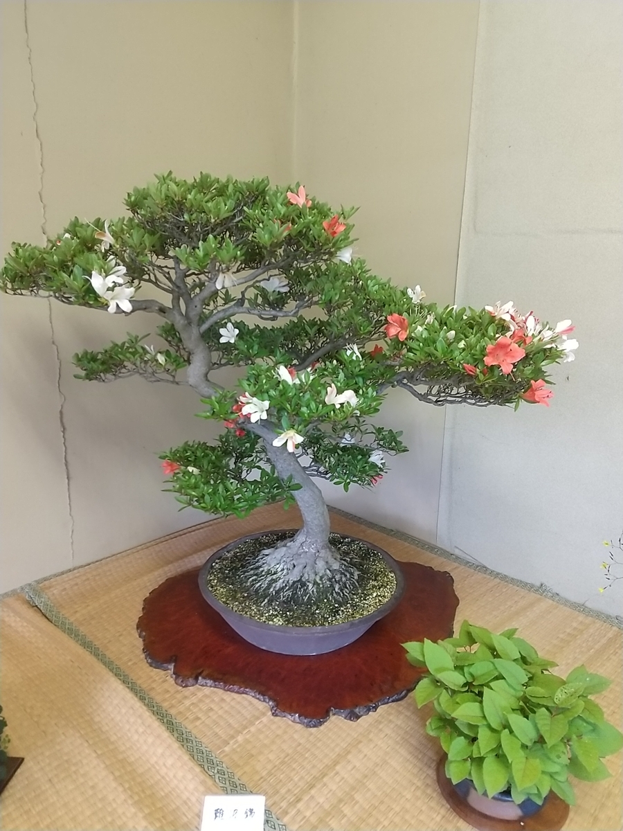 サツキと山野草 都会の隅で農的暮らし