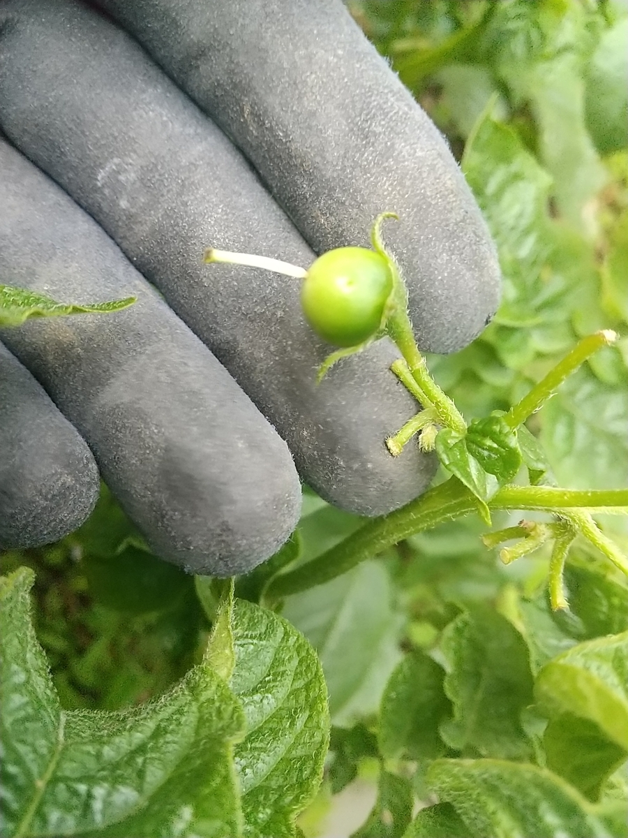 トマト 都会の隅で農的暮らし