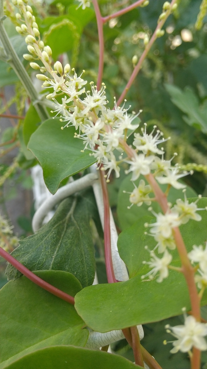食べられない花 都会の隅で農的暮らし 食べられない花 都会の隅で農的暮らし