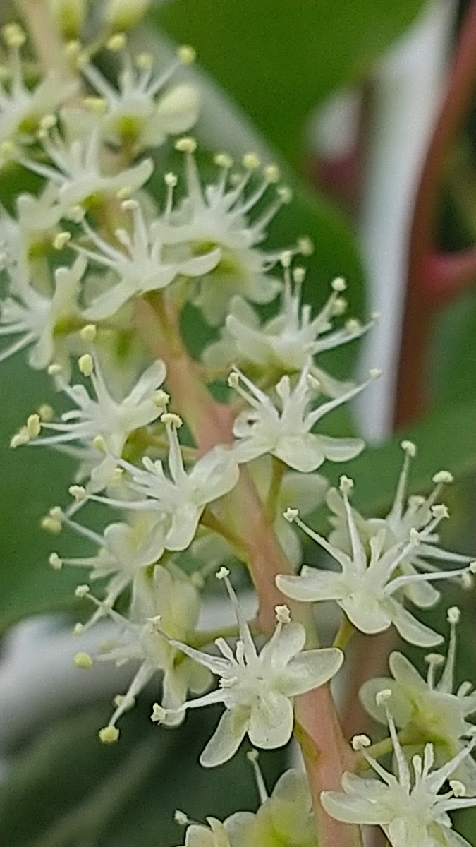 食べられない花 都会の隅で農的暮らし 食べられない花 都会の隅で農的暮らし