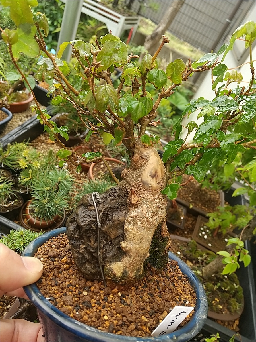 楓盆栽！ 盆栽 楓/盆栽、多肉植物、塊根植物、観葉植物通販/KIDORI -キドリ-