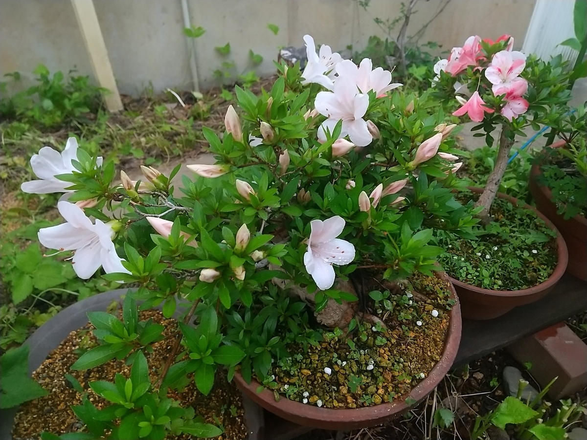 サツキの挿し木・・・。 - 都会の隅で農的暮らし