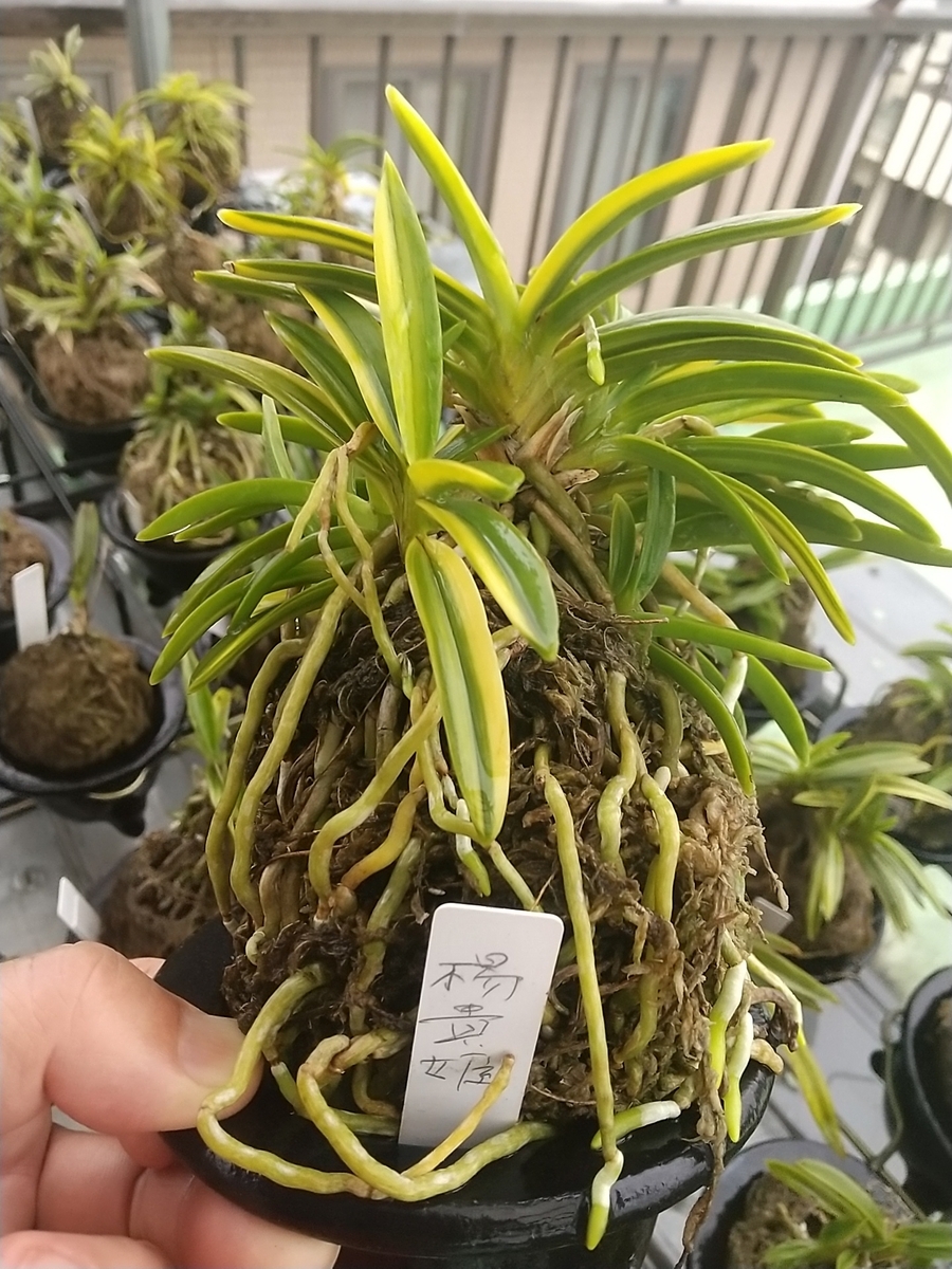 富貴蘭の根の色・・・。 - 都会の隅で農的暮らし