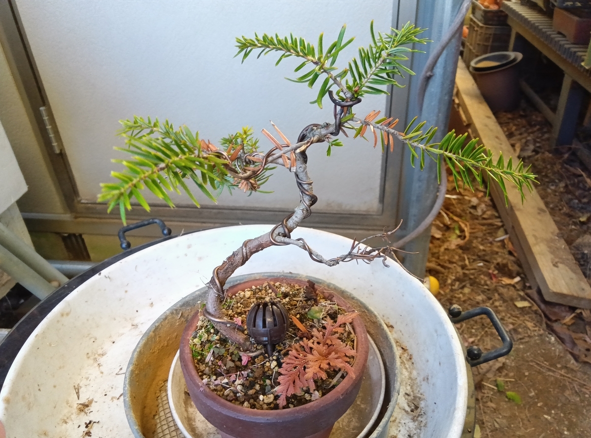 モミの木かな・・・。 - 都会の隅で農的暮らし