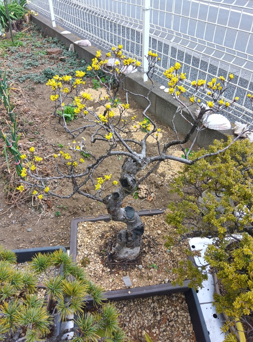 山茱萸　50本 生花】サンシュユ(山茱萸)1束約7本入り 福島県など【早締切-74】 - 花