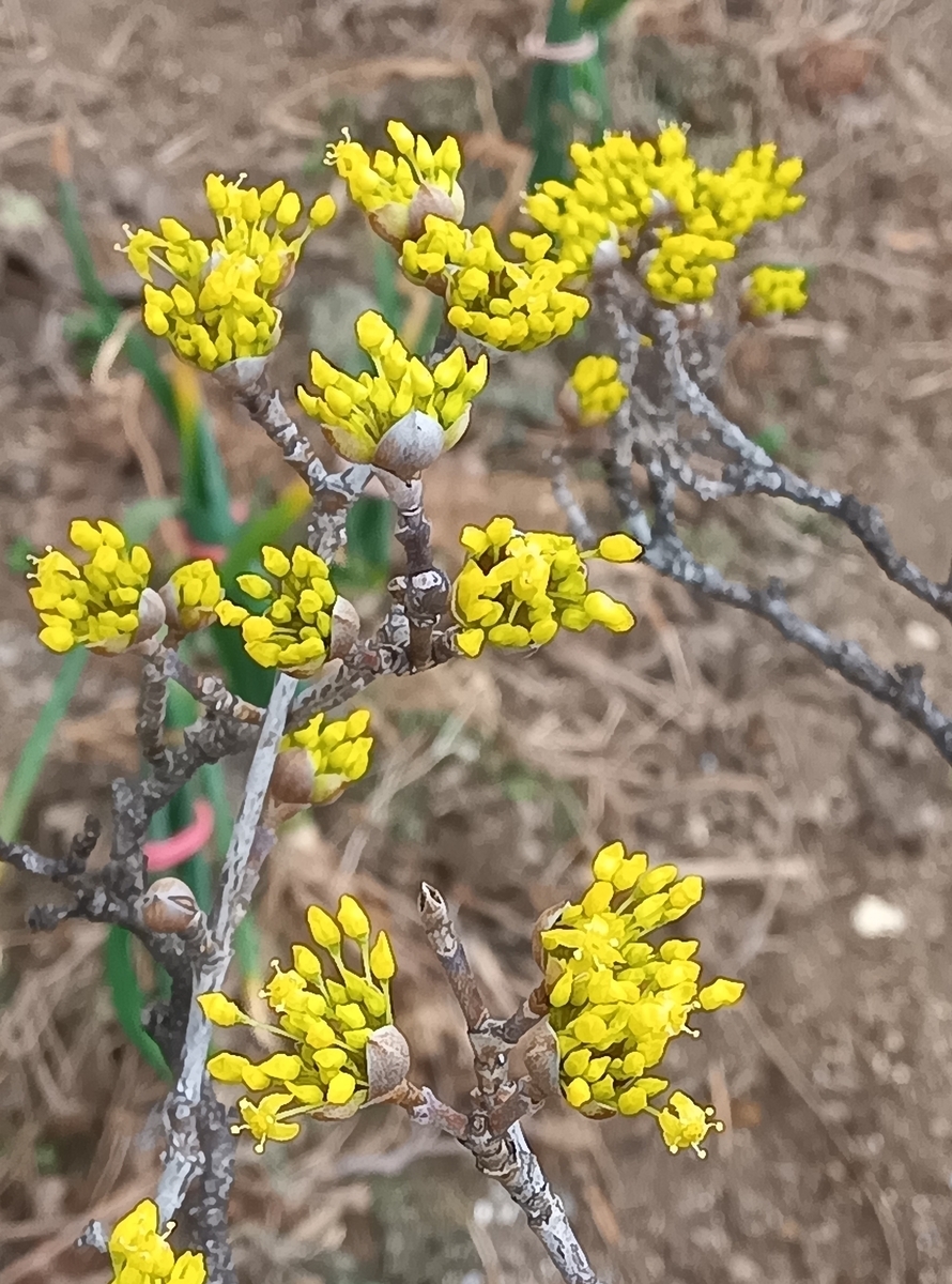 山茱萸　50本 山茱萸のブログ | Flower Database