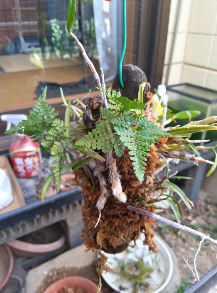 流木付け・・・。 - 都会の隅で農的暮らし
