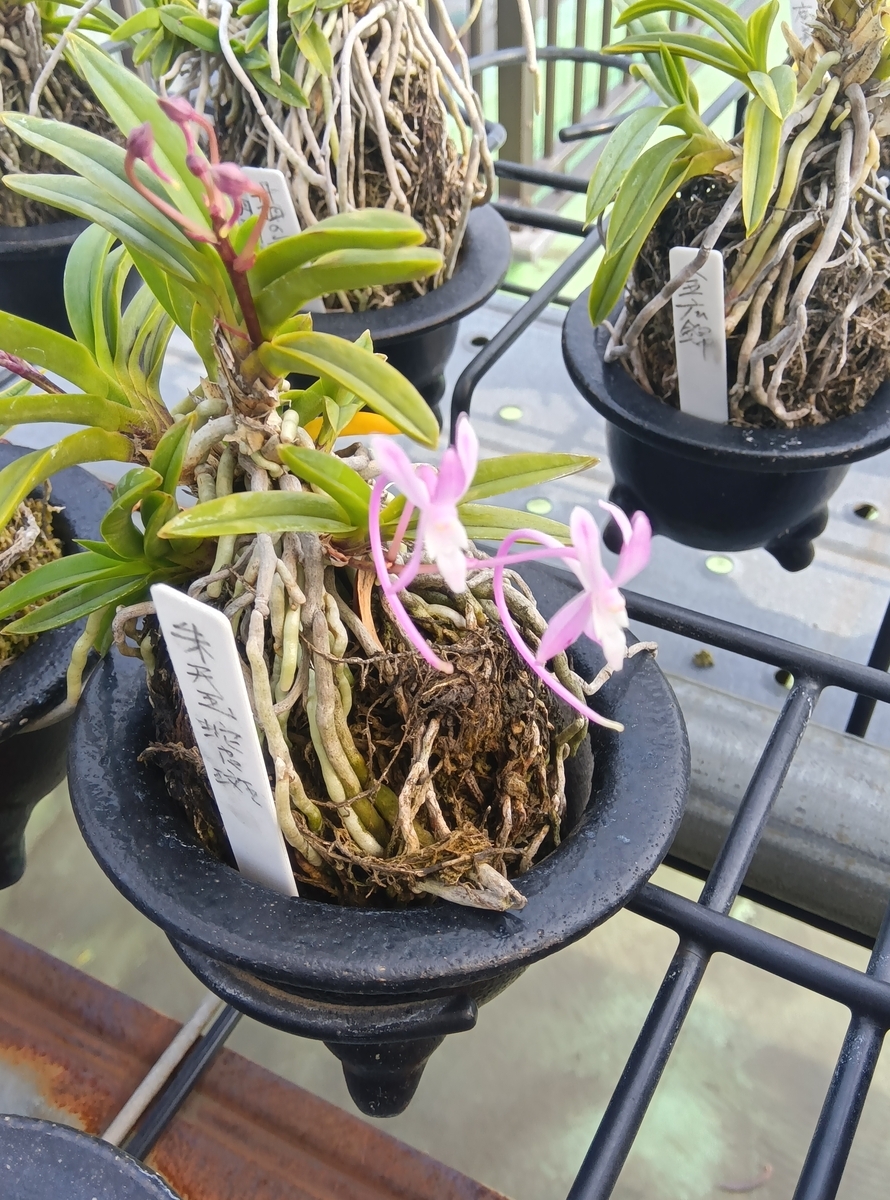 花の品評会・・・。 - 都会の隅で農的暮らし