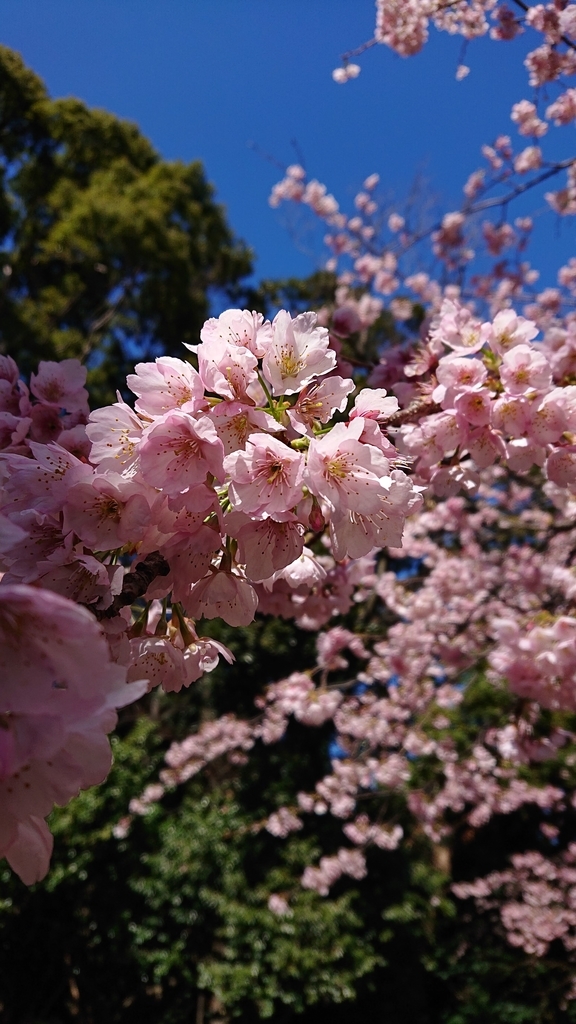 f:id:bonyari380:20190308112253j:plain f:id:bonyari380:20190308112253j:plain