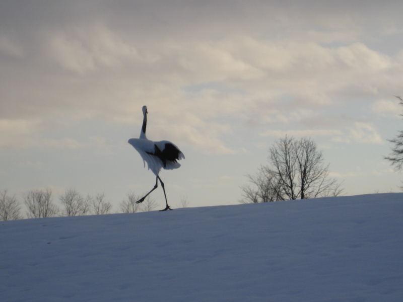 f:id:bonzo11:20080102145516j:image