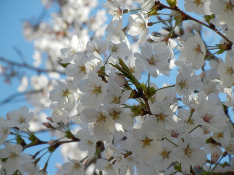 f:id:bonzo11:20110418220103j:image