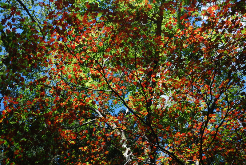 f:id:bonzo11:20111005064712j:image