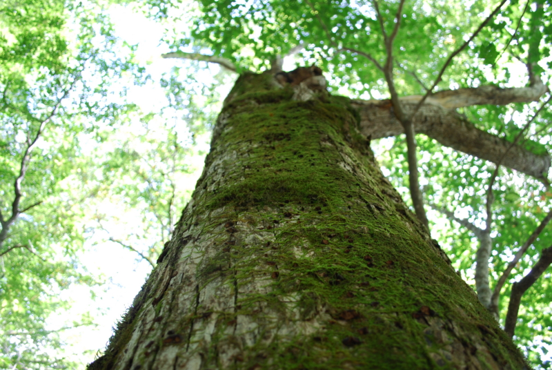 f:id:bonzo11:20111019072208j:image
