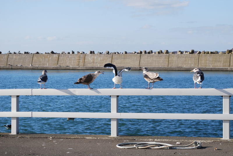 f:id:bonzo11:20121125091523j:image