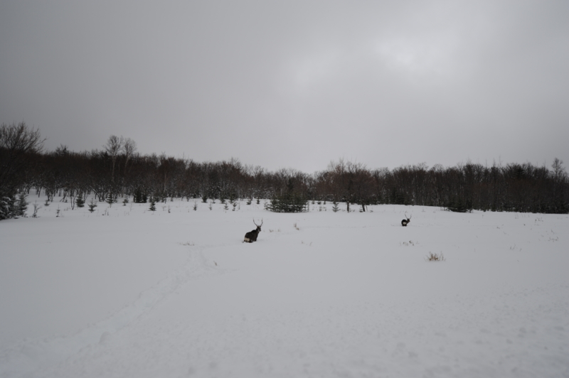 f:id:bonzo11:20130119085353j:image f:id:bonzo11:20130119085353j:image