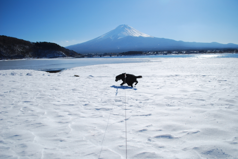 f:id:bonzo11:20130126103218j:image