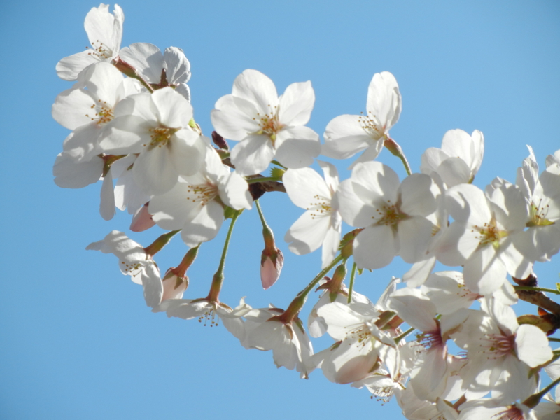 f:id:bonzo11:20130324074309j:image