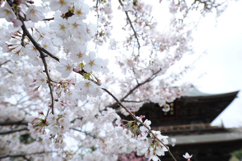 f:id:bonzo11:20130330073622j:image