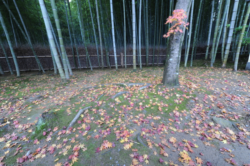 f:id:bonzo11:20131021215748j:image