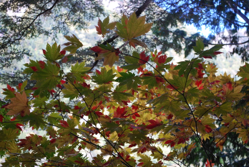 f:id:bonzo11:20141019083133j:image