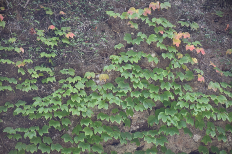 f:id:bonzo11:20151004174903j:image f:id:bonzo11:20151004174903j:image