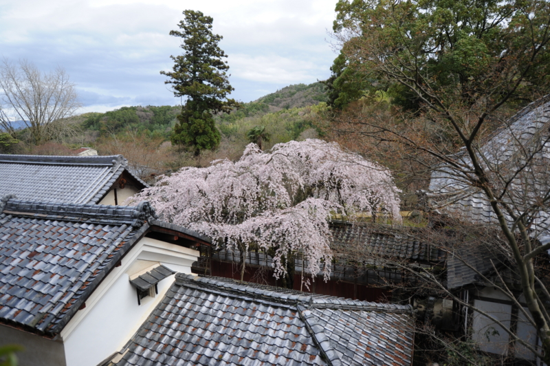 f:id:bonzo11:20160326081002j:image
