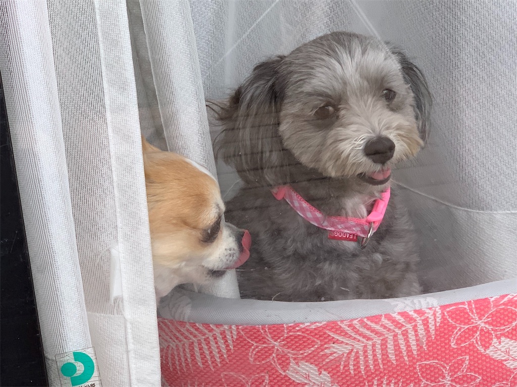 f:id:boogie-box:20190608171836j:image