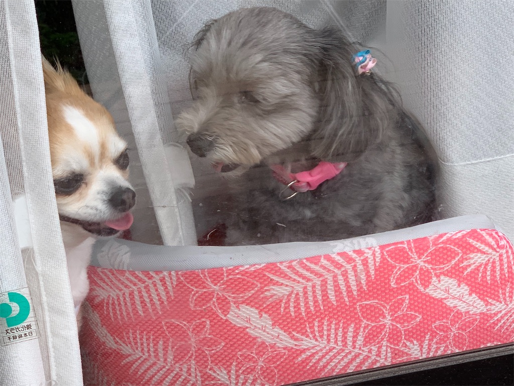 f:id:boogie-box:20190608171839j:image