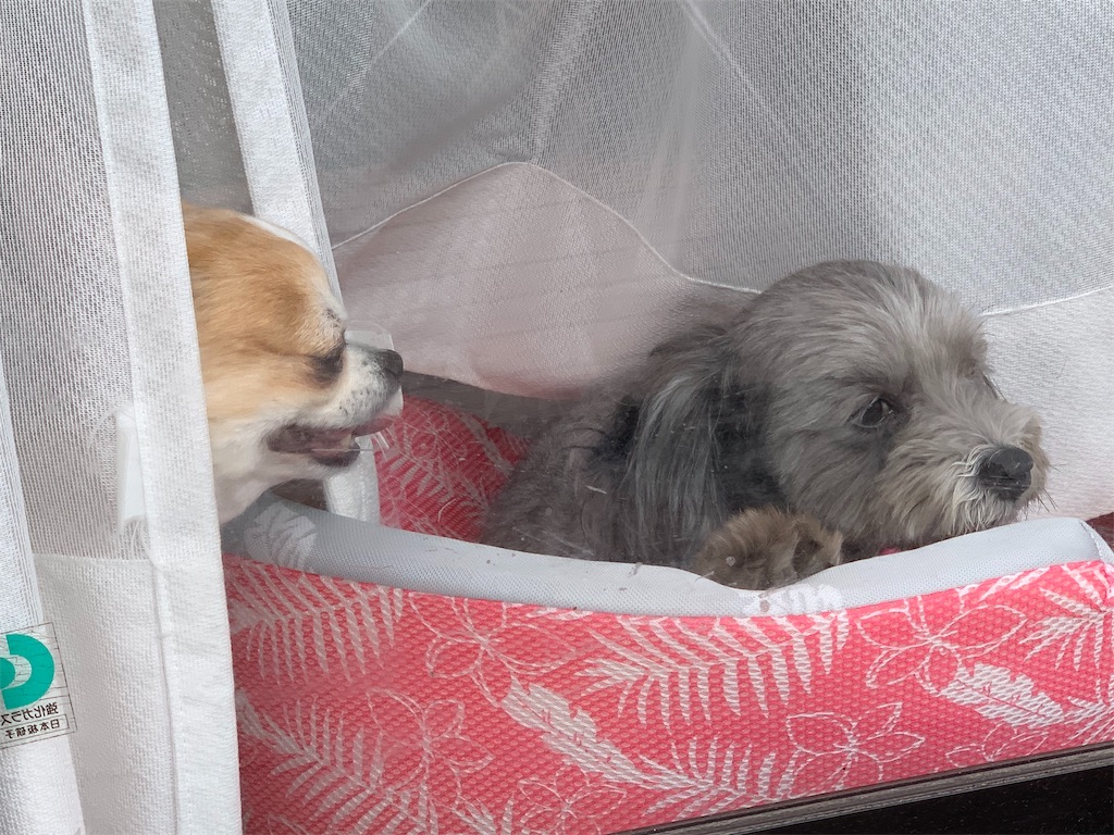 f:id:boogie-box:20190608171843j:image