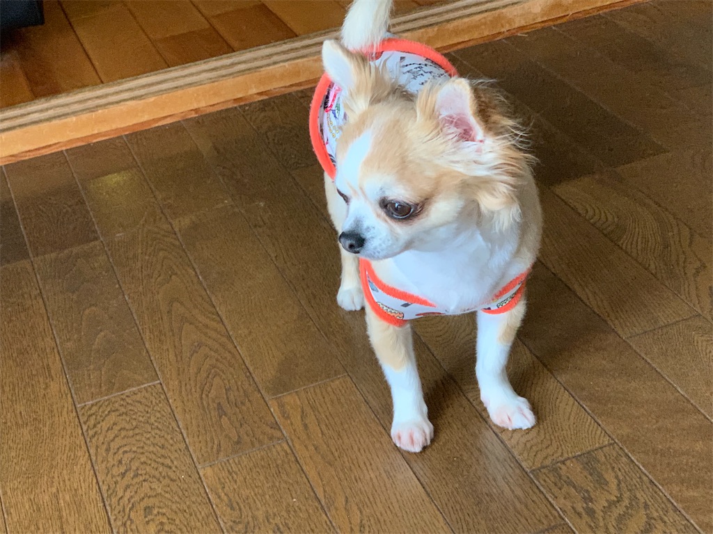 f:id:boogie-box:20190804090819j:image