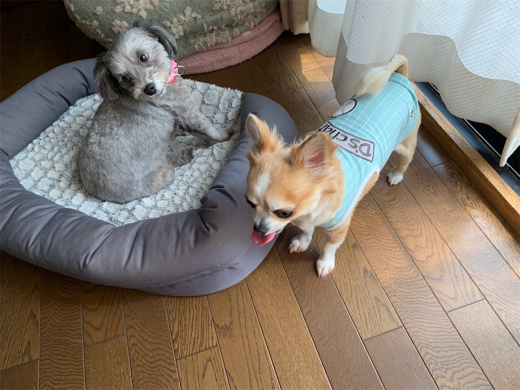f:id:boogie-box:20190817093940j:image