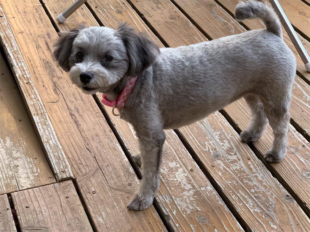 f:id:boogie-box:20190904233112j:image