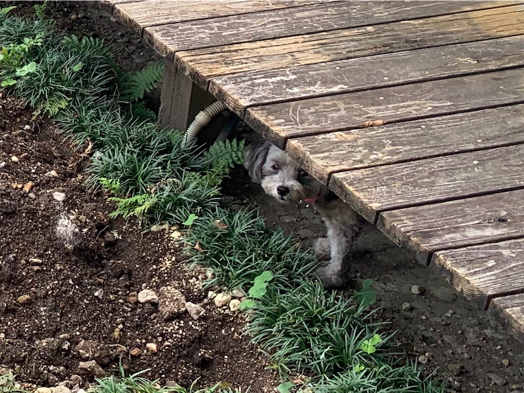 f:id:boogie-box:20191104113406j:image