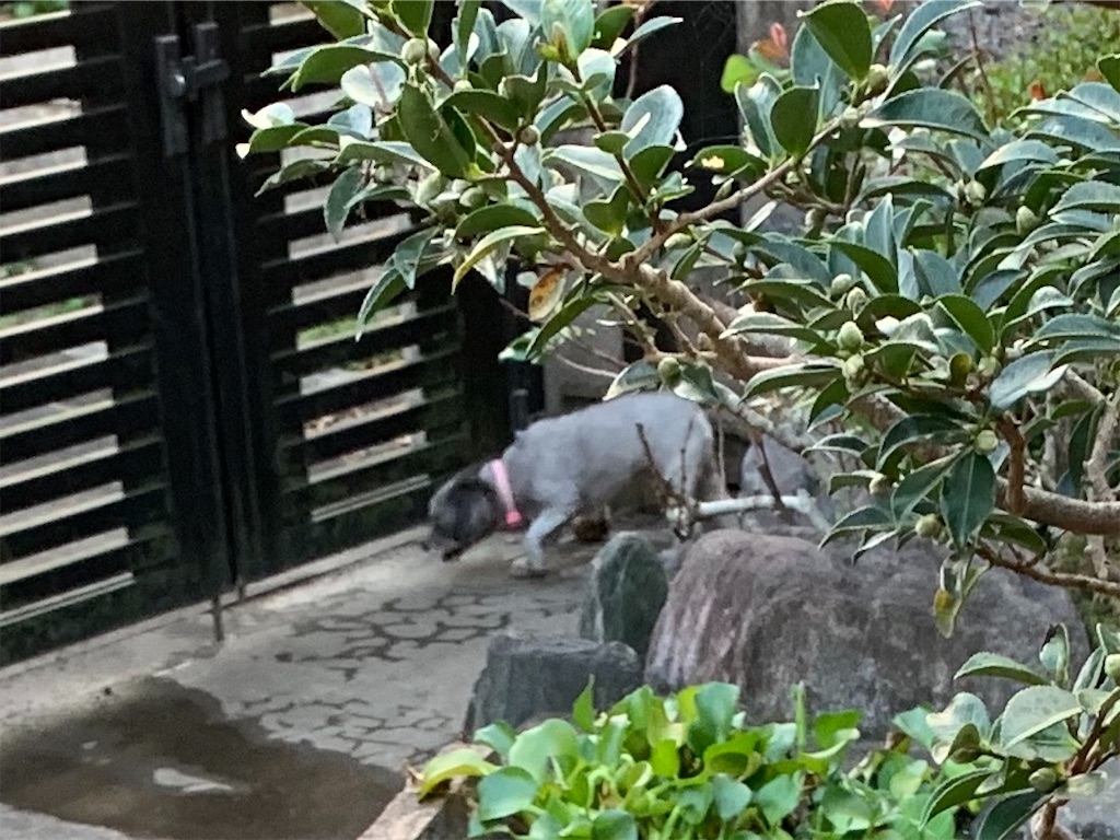 f:id:boogie-box:20191105131435j:image