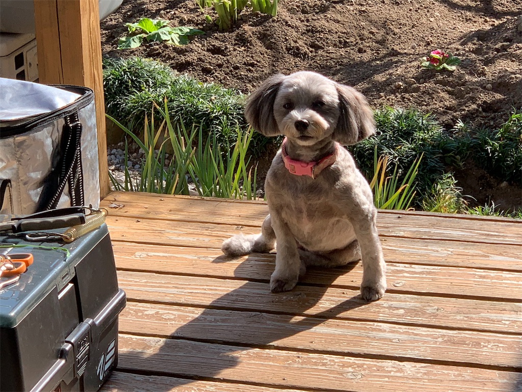 f:id:boogie-box:20191107195201j:image