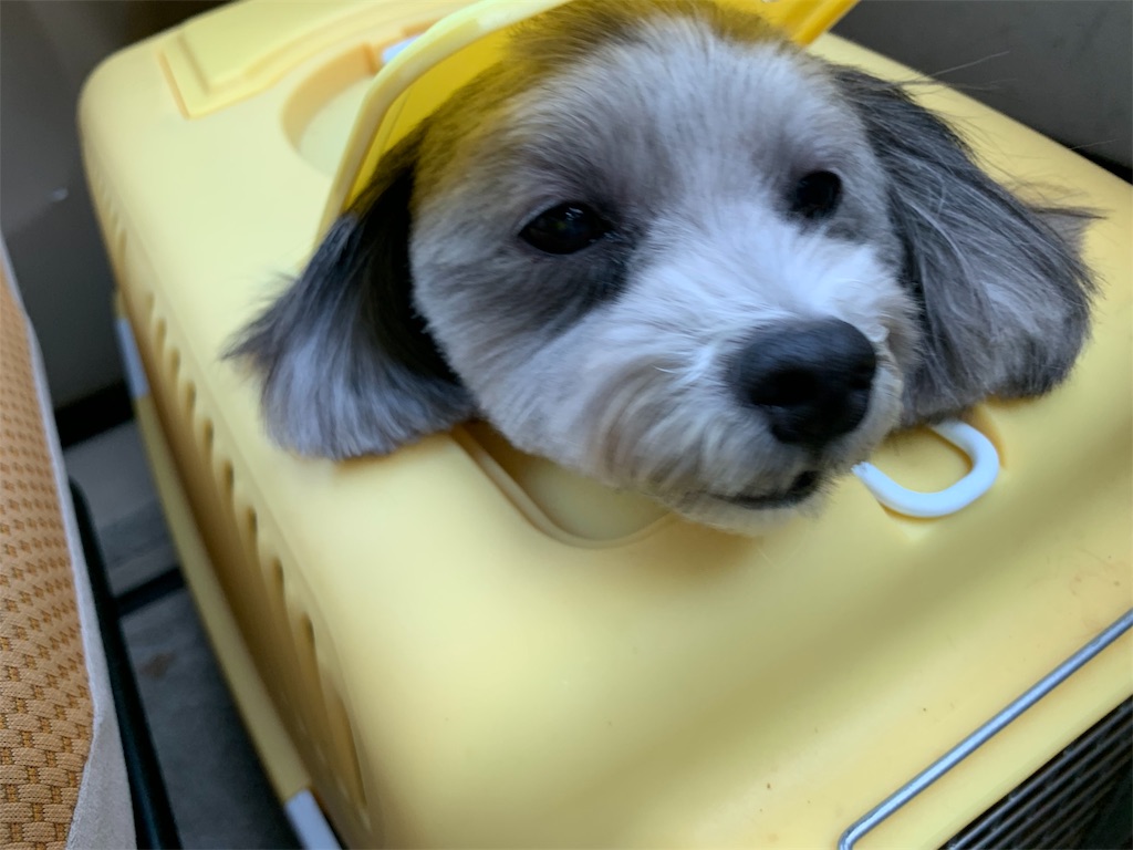 f:id:boogie-box:20191107195451j:image