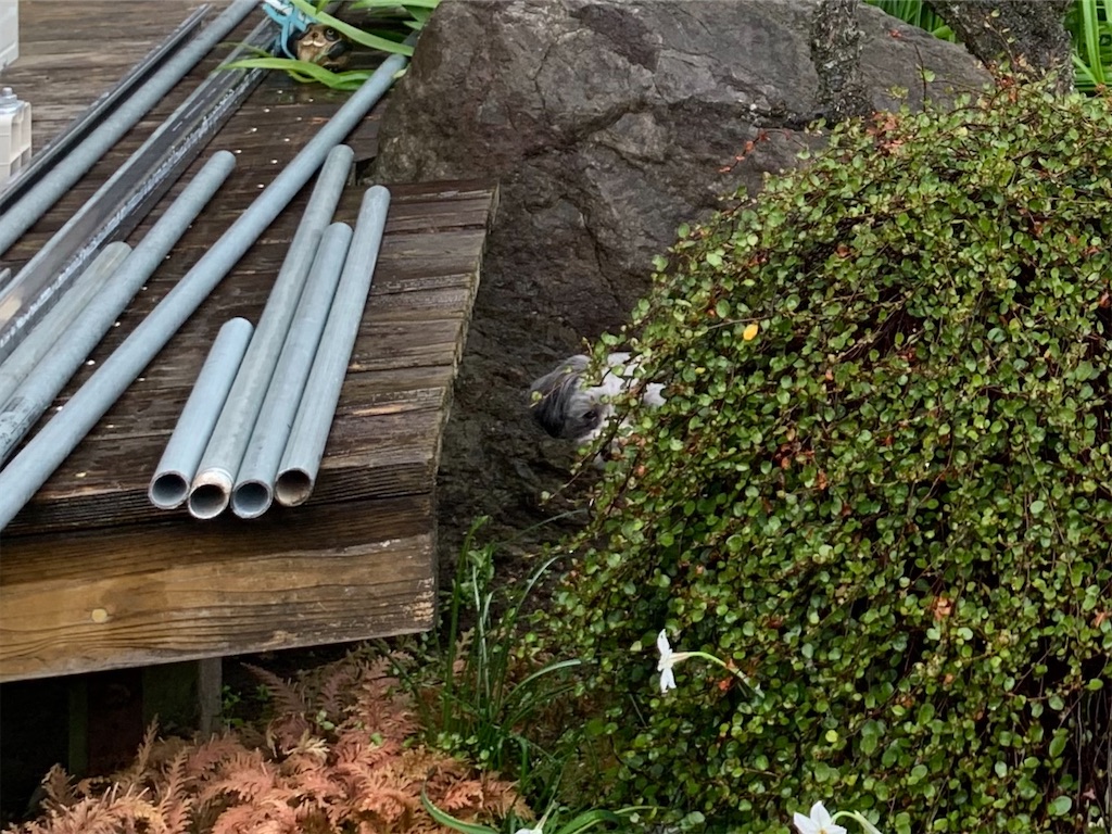 f:id:boogie-box:20200325135148j:image