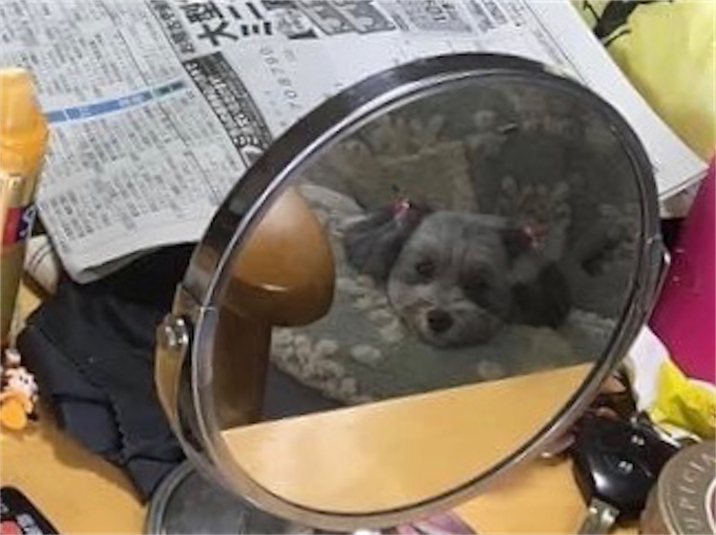 f:id:boogie-box:20200416155138j:image