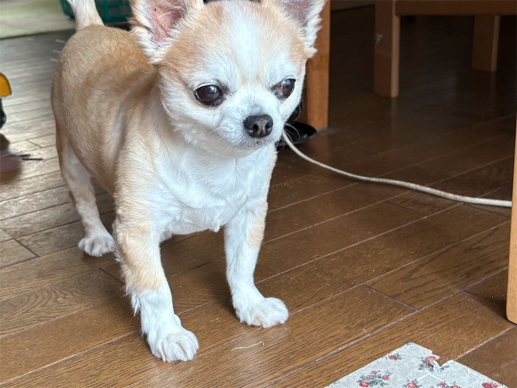 f:id:boogie-box:20250720194301j:image