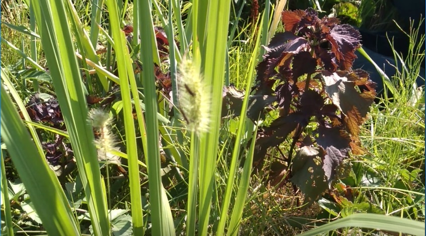 f:id:book_rubyring:20190811173158j:plain f:id:book_rubyring:20190811173158j:plain