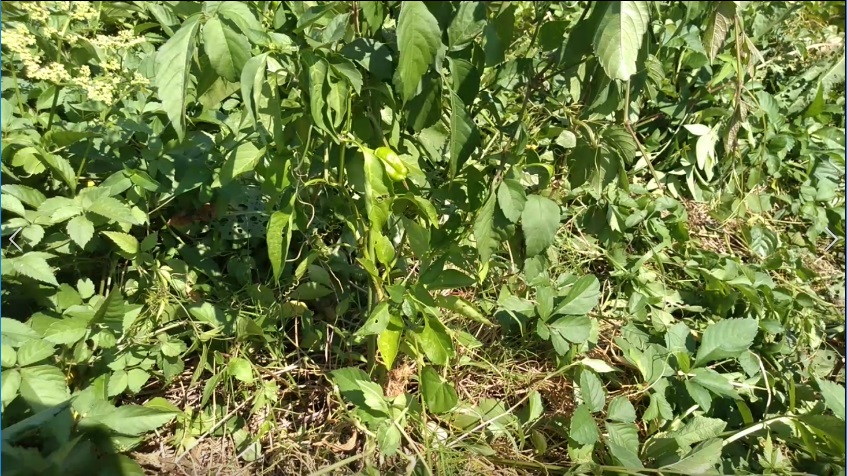 f:id:book_rubyring:20190811173321j:plain f:id:book_rubyring:20190811173321j:plain