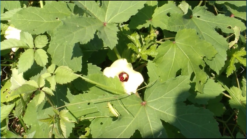 f:id:book_rubyring:20190811173447j:plain f:id:book_rubyring:20190811173447j:plain