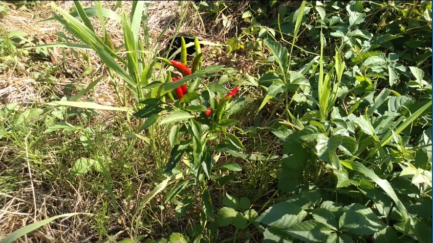 f:id:book_rubyring:20190811173509j:plain f:id:book_rubyring:20190811173509j:plain