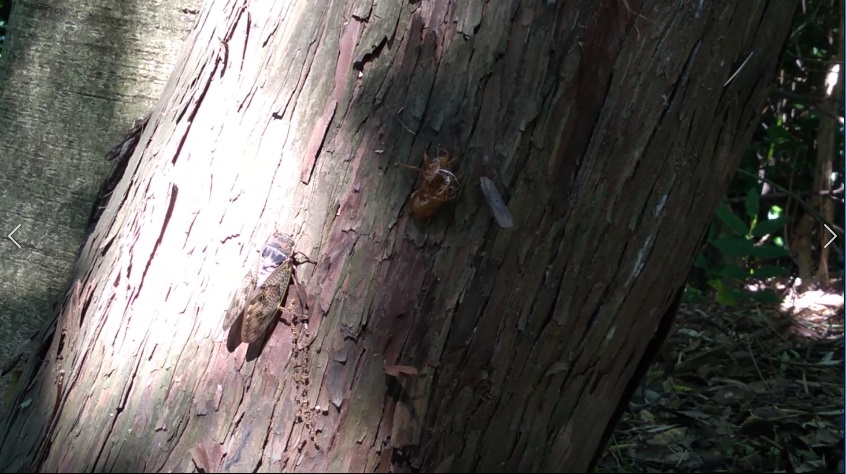 f:id:book_rubyring:20190811173735j:plain f:id:book_rubyring:20190811173735j:plain