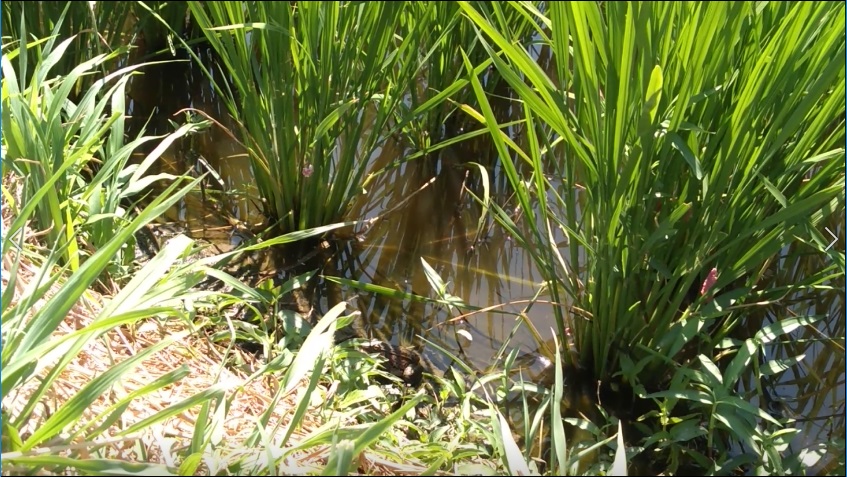 f:id:book_rubyring:20190811173920j:plain f:id:book_rubyring:20190811173920j:plain